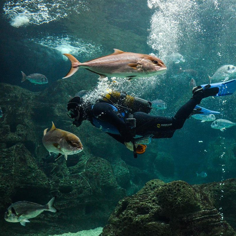 CRETAQUARIUM - THALASSOKOSMOS